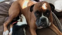 Rescue Kitten Tries to Suckle on Boxer Dog