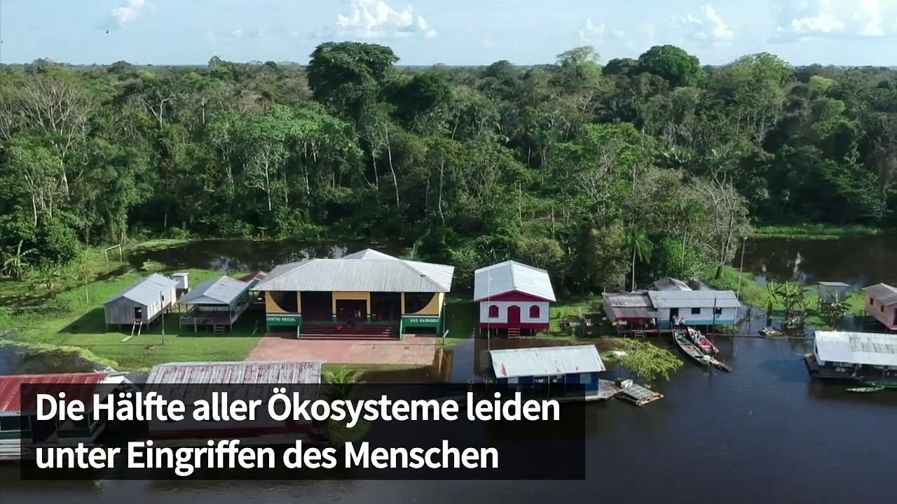 UNO warnt vor Massen-Artensterben