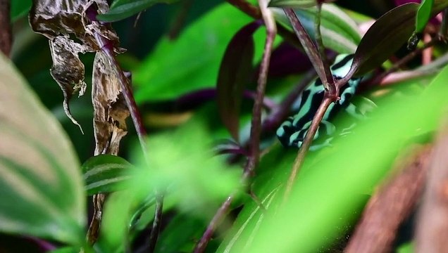 Extinción amenaza hasta a un millón de especies: ONU