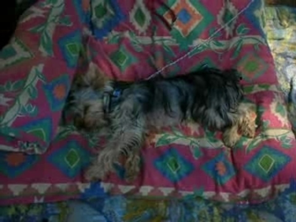 Des amours de chiens