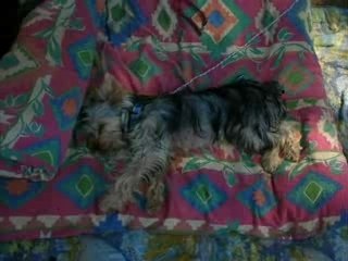 Des amours de chiens