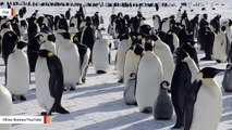 Thousands Of Emperor Penguin Chicks Drowned Due To Breaking Up Of Sea Ice: Report