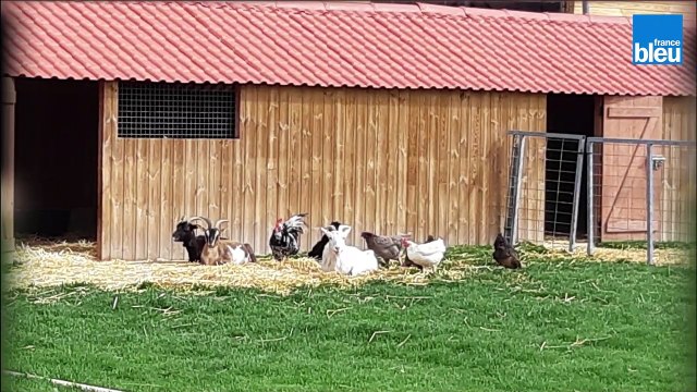 La dernière ferme maraîchère encore en activité de Saint-Denis