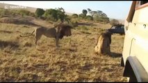 Three lions get into an epic fight over territory in Kenyan savannah