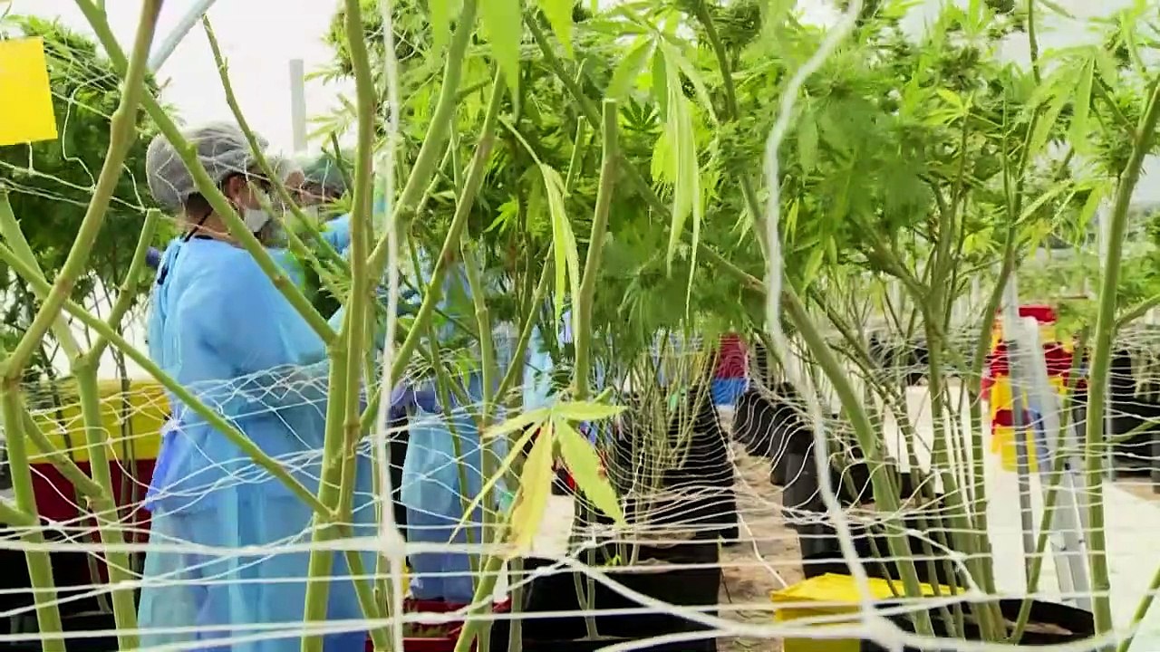 Cannabis - Exportschlager aus Uruguay?