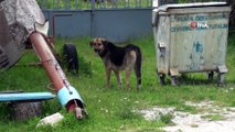 Köpeklerin saldırdığı yaşlı kadını ölümden komşuları kurtardı