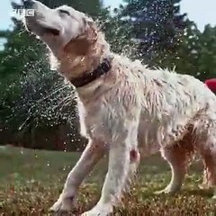 Sakallı erkekler, köpeklerden daha fazla bakteri barındırıyor