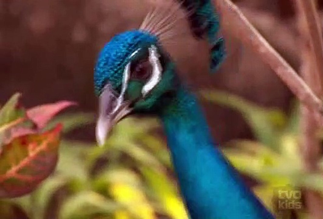 Wild Kratts - Birds Of a Feather