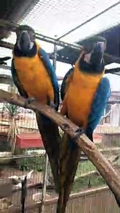 Sweet Macaw Partners Holding Hands