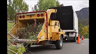 Tree Services | Best and Less Tree Services