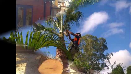 Tree Trimming Service | Sydney Green Group