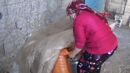 Kahramanmaraş Bakanlık Projesi ile Aldığı İneklerle Ev Ekonomisine Katkı Sağlıyor