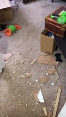 Remorseless dog chews through door to the surprise of Tennessee homeowner