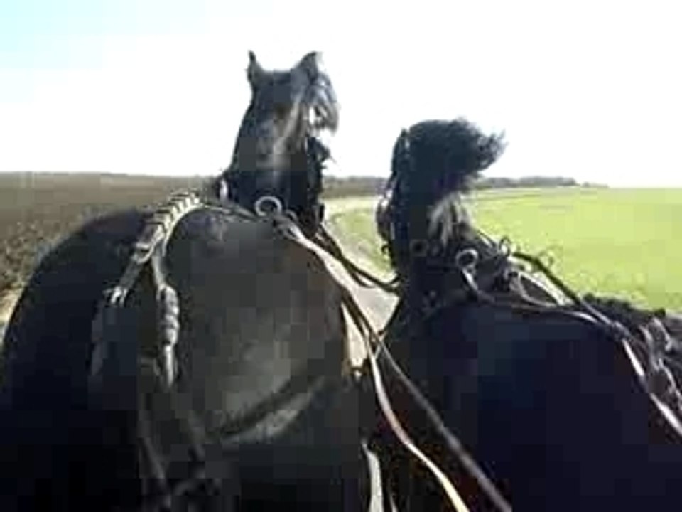 Les frisonnes au galop