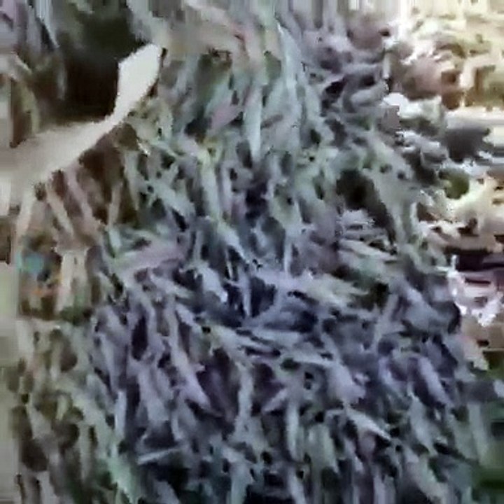 Shocking Grasshoppers attack in Iran