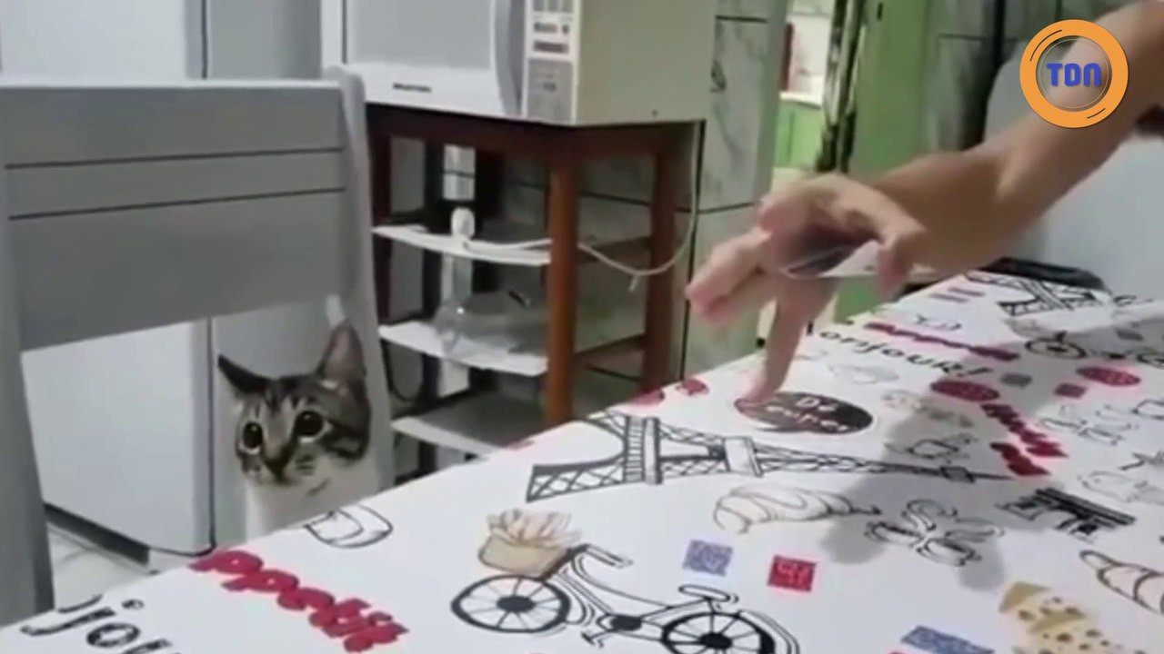 Ce chat se fait bluffer par son maître qui lui fait un tour de magie !