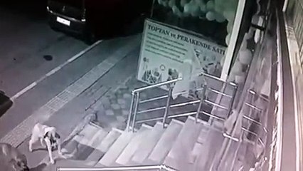 Jauría de perros rodea a un gato y este la aterroriza al ataque