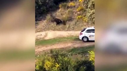 Enorme toro embiste con todo a un vehículo de la Guardia Civil