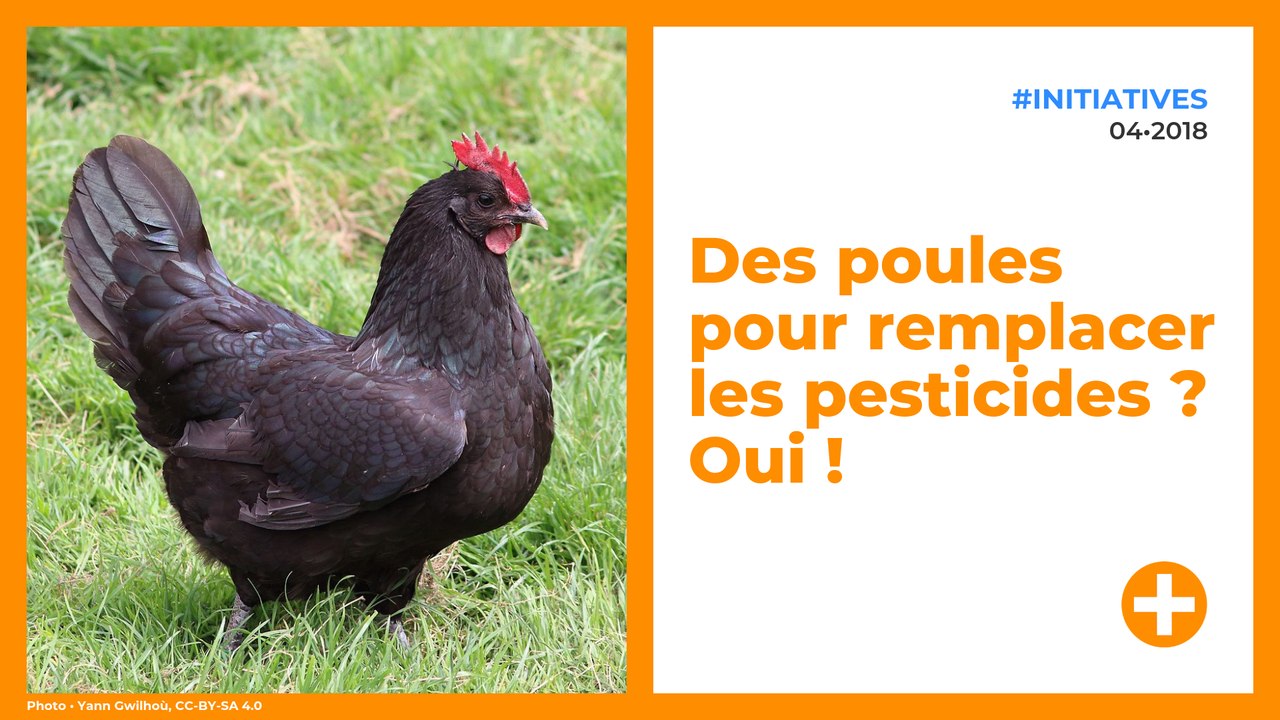 Des poules pour remplacer les pesticides ?! Oui !