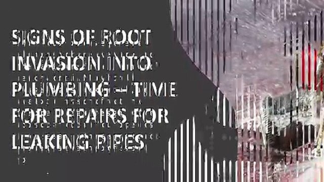 Signs Of Root Invasion Into Plumbing – Time For Repairs For Leaking Pipes