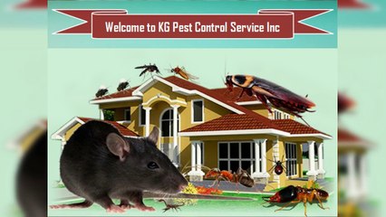 New York Termite Treatment