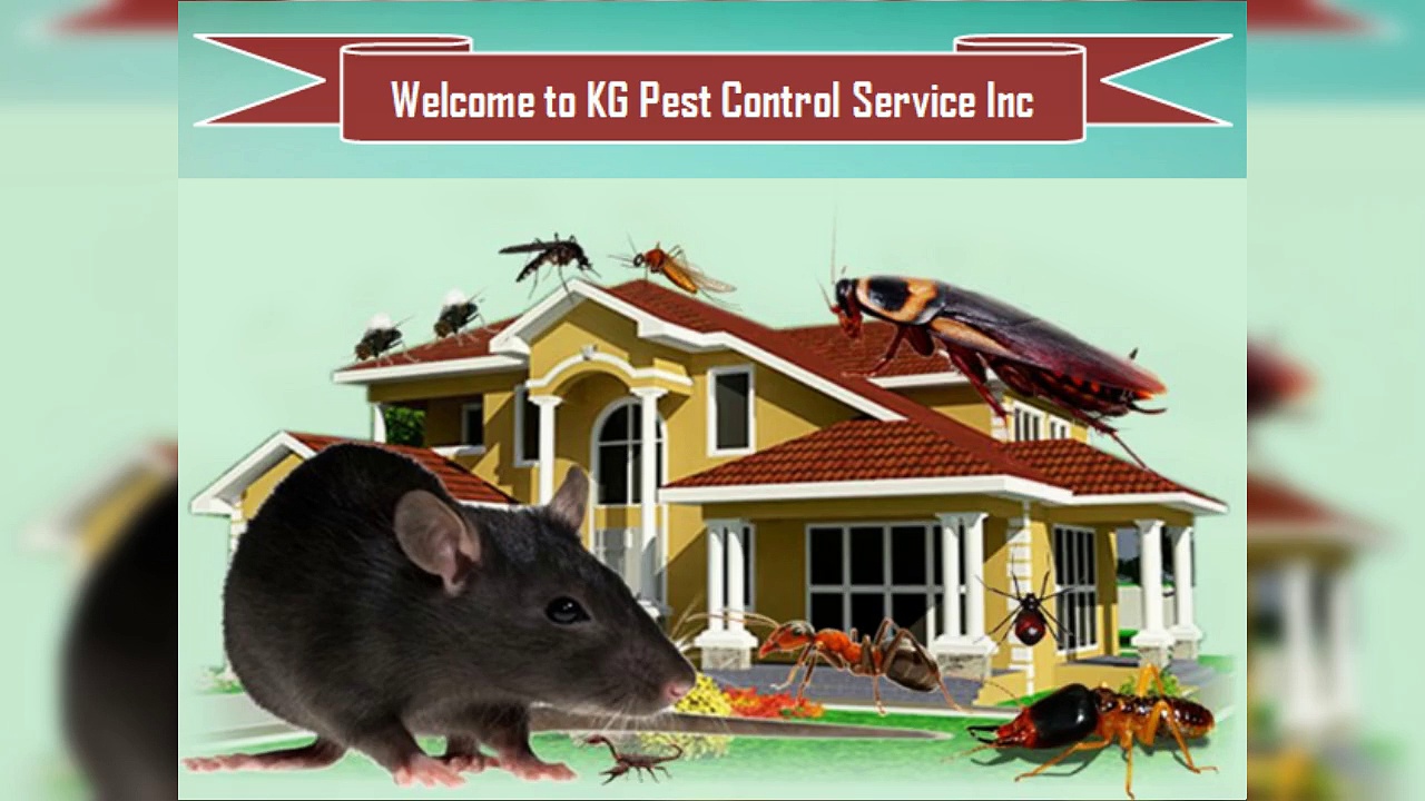 New York Termite Treatment