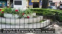 Los vecinos de la plaza San Martín de Porres alertan de una plaga de ratas