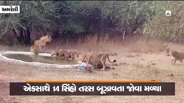 ગીરના જંગલમાં કાળઝાળ ગરમીમાં એકસાથે 14 સાવજોએ પાણીની તરસ બૂઝાવી