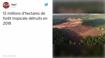 Brésil, Indonésie, RDC… 12 millions d’hectares de forêt tropicale détruites en 2018