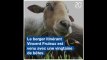 Strasbourg: Des moutons pour désherber près de la gare SNCF