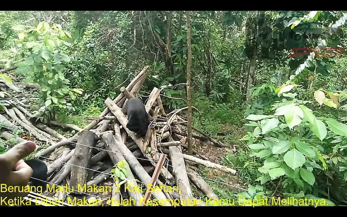 National Park: Wisata Beruang Pontianak, Kalimantan Barat, Indonesia