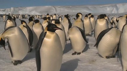 Are the Antarctic's Emperor penguins disappearing?