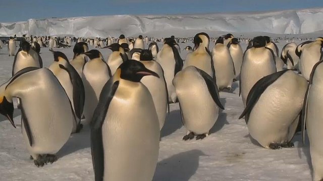 Are the Antarctic's Emperor penguins disappearing?