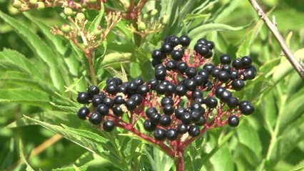 This is Why Elderberries Help Fight Off The Flu