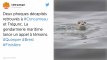 Finistère. Deux phoques retrouvés décapités, la gendarmerie maritime lance un appel à témoins