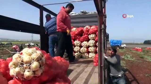 Soğan tarlada 1 buçuk lira, pazarda 8 lira