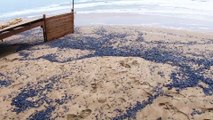 LE CAP D'AGDE - Echouages massifs de vélelles sur les plages du littoral