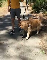 Ces golden retrievers partagent un petit bout de bois. Trop chou !