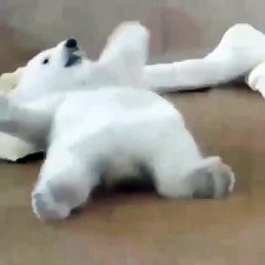 Ce petit ourson ne peut pas se relever tout seul. Hilarant !