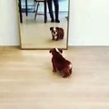 Ce bébé bulldog est effrayé par son reflet. Trop marrant !