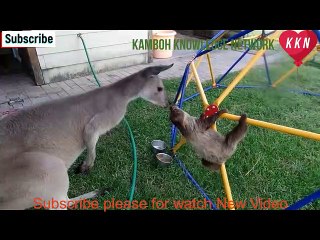 Animals Strange Friendship Janwaroo ki Ajeeb Doshti