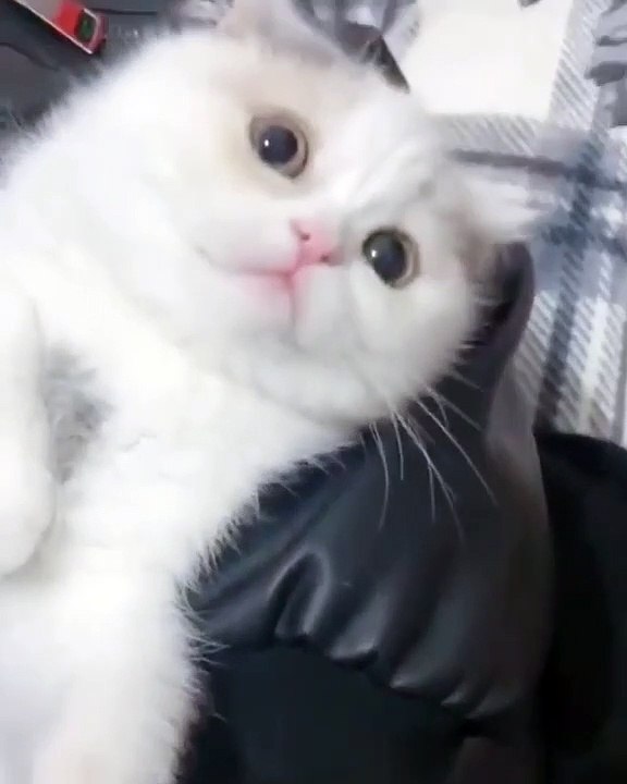 Votre chat va adorer cette nouvelle machine. Regardez !
