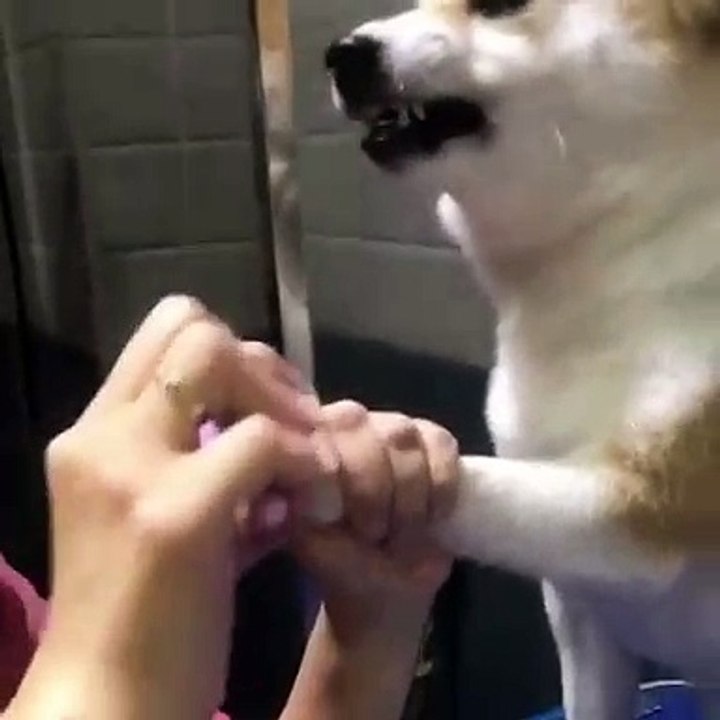 Quand une chienne ne veut pas qu'on lui coupe les ongles, voici ce que ça donne. A mourir de rire !