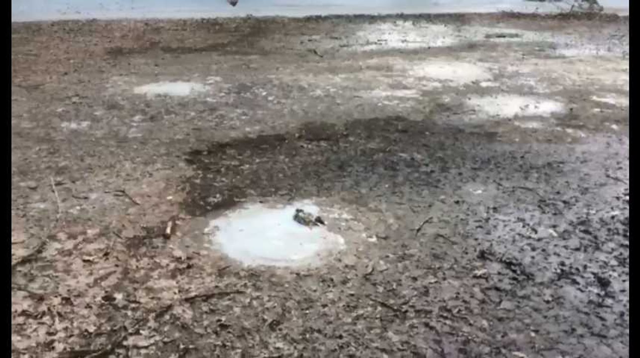 Ghlin : les canards meurent au parc Bonaert