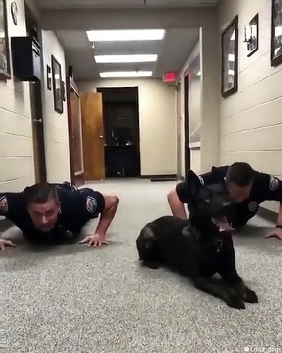 Ce chien de police fait du sport avec ses collègues. Admirez !