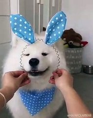 Quand un superbe chien se déguise en lapin de pâques. Trop chou !