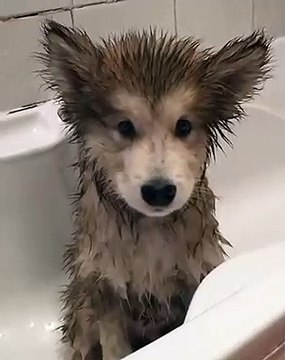 Les hurlements de ce chien vont vous donner la chair de poule. Trop mignon !