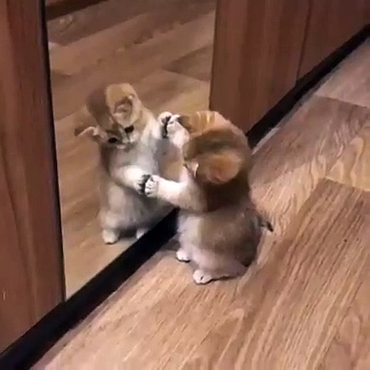Ce chaton téméraire n'aime pas son reflet. Trop marrant !