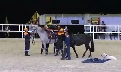 Transport de blessé à cheval