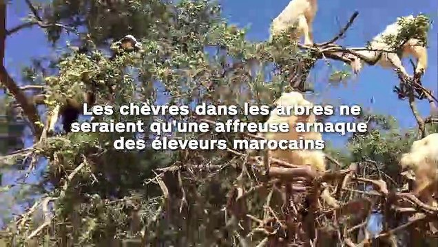 Les chèvres dans les arbres ne seraient qu'une affreuse arnaque des éleveurs marocains !